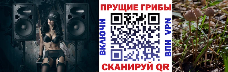 Галлюциногенные грибы Psilocybine cubensis Подпорожье